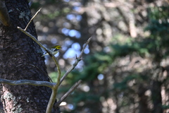 Setophaga virens