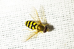 Syrphus