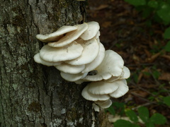 Pleurotus