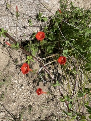 Ipomoea cristulata