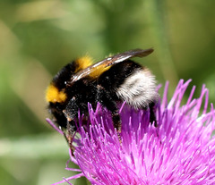 Bombus hortorum