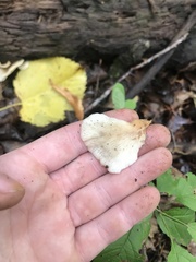 Crepidotus applanatus