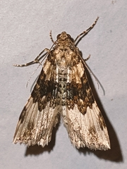 Epirrhoe galiata