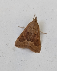 Achyra rantalis