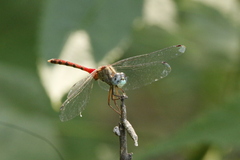 Sympetrum ambiguum