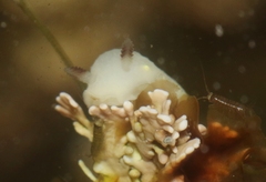 Cadlina flavomaculata