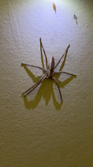 Pisaurina mira