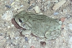 Incilius alvarius