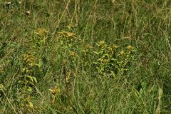 Gentiana cruciata cruciata