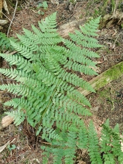 Dryopteris expansa