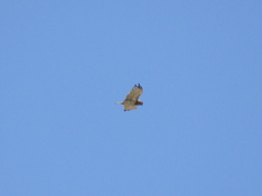Circaetus gallicus