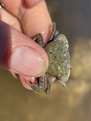 Hemigrapsus oregonensis