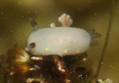 Cadlina flavomaculata