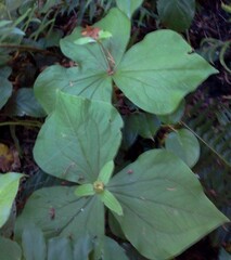 Trillium ovatum