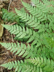 Dryopteris expansa