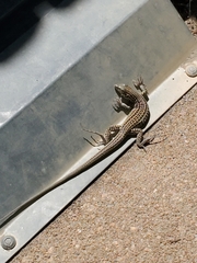 Aspidoscelis neotesselatus