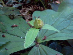 Trillium ovatum