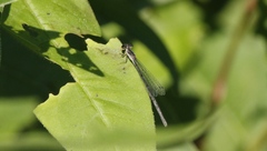 Ischnura