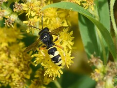 Cerceris rybyensis