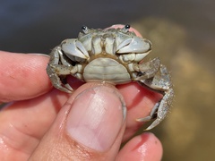 Hemigrapsus oregonensis