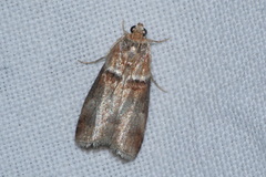 Acrobasis