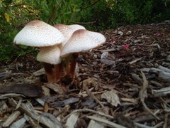 Leucoagaricus americanus