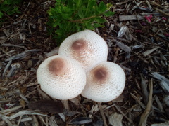 Leucoagaricus americanus