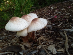 Leucoagaricus americanus