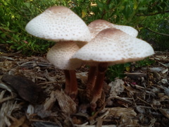 Leucoagaricus americanus