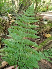Dryopteris expansa