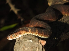 Nerodia fasciata pictiventris