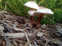 Leucoagaricus americanus