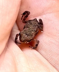 Eleutherodactylus campi