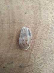 Bulla occidentalis