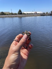 Hemigrapsus oregonensis