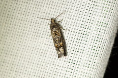 Epinotia maculana