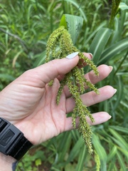 Echinochloa crus-pavonis