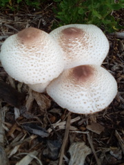 Leucoagaricus americanus