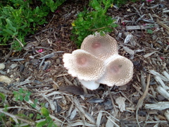 Leucoagaricus americanus
