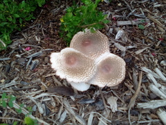 Leucoagaricus americanus