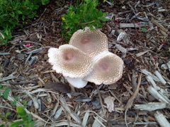 Leucoagaricus americanus