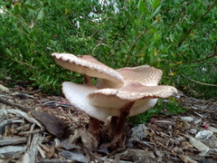 Leucoagaricus americanus