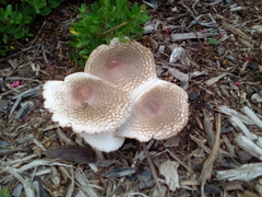 Leucoagaricus americanus