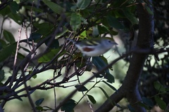 Setophaga pensylvanica
