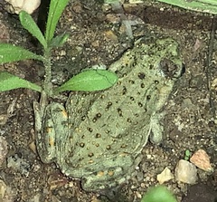 Incilius alvarius