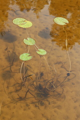 Nymphaea