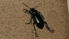 Calosoma
