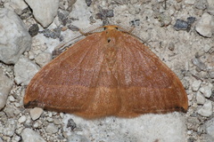 Watsonalla cultraria