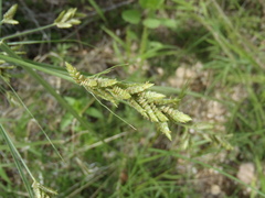 Cyperus sphaerolepis