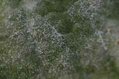 Golovinomyces cynoglossi